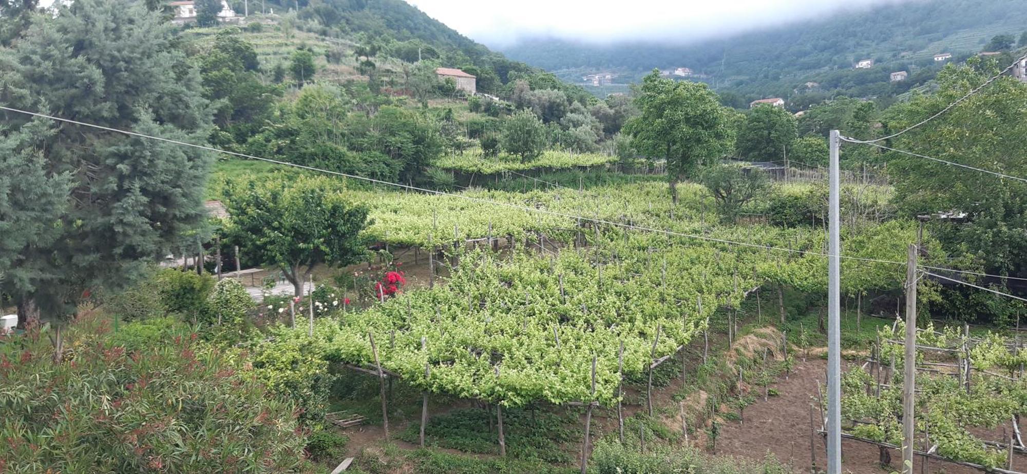 Agriturismo Mare E Monti Tramonti Eksteriør bilde